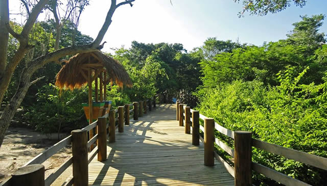 One of the wooden walkways at the Aviary