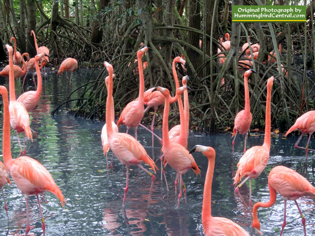 Dancing, prancing pink Flamingos ... a popular stop when touring the Aviary