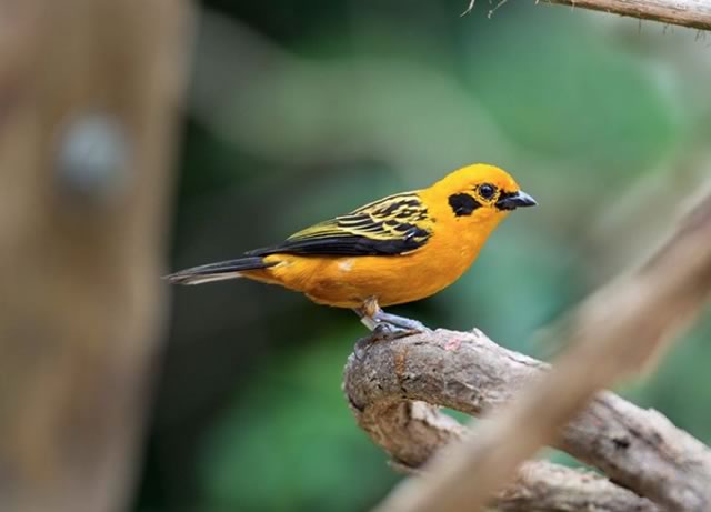 Golden Tanager, one of the many small songbirds seen at the Aviary