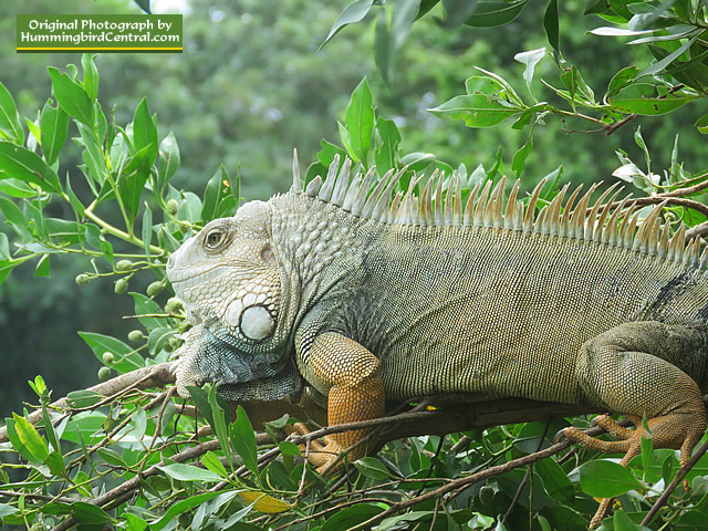 It's not all birds at the Aviary ... Large, intricate Iguana