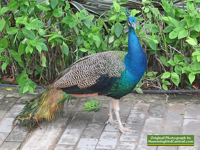 Colorful Peacock ... on the grounds of the National Aviary inf colombia