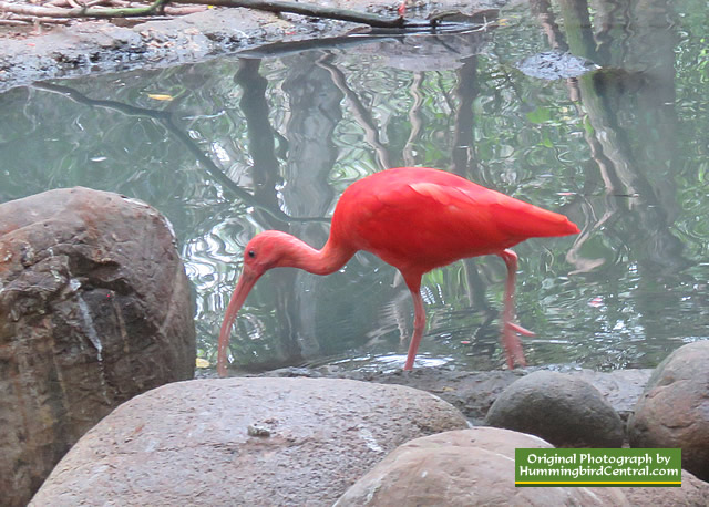 Scarlet Ibis at the National Aviary of colombia