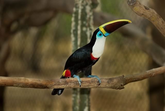 Colorful Toucan at the National Aviary of colombia