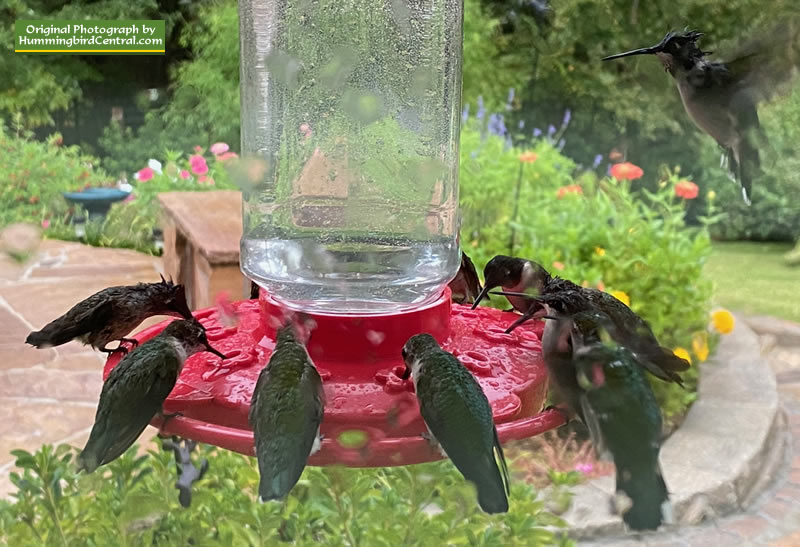Rain makes Ruby-throats thirsty! Scene at our yard, September 8, 2020, approaching peak fall migration