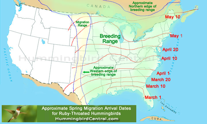 Map showing the approximate spring migration arrival dates for Ruby-Throated Hummingbirds in North America
