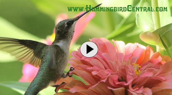 click to view a video about the Ruby-throated hummingbird!