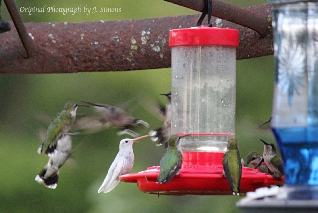 Read about Albino, Leucistic and Pied hummingbirds, with photos