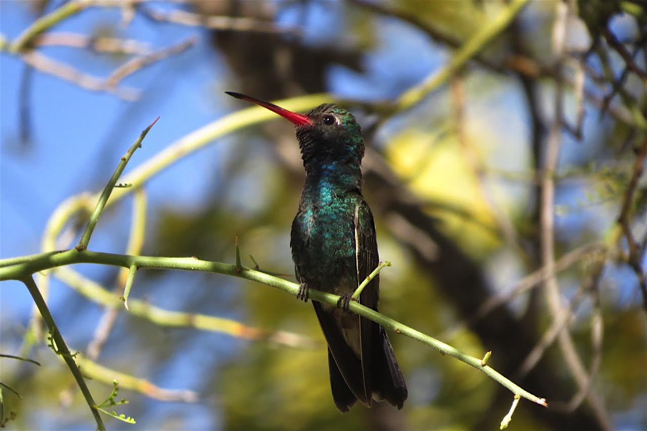 Broad-billed Hummingbird in Arizona, April, 2017