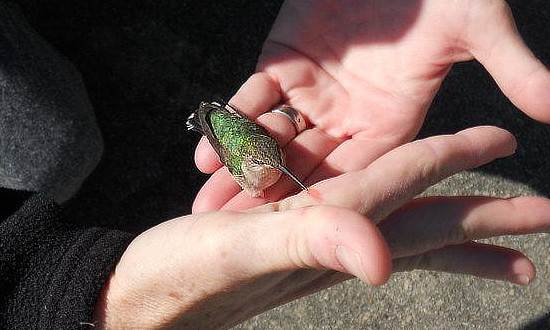 Hummingbird in hand being fed nectar after being rescued unharmed from a being rescued from a barn in Texas