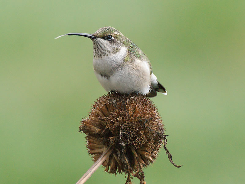 Ruby-throated Hummingbird - Yorkville, Illinois - 2020