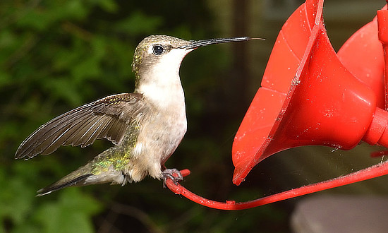 Ruby-throated Hummingbird at feeder in Florissant, Missouri on June 6, 2020