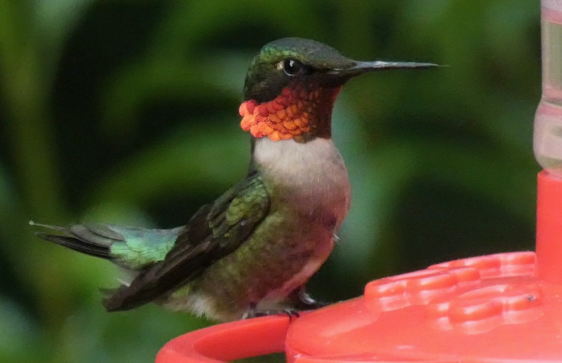 Male Ruby-throated Hummingbird at the Feeder -Stratford, CT - July, 2021 