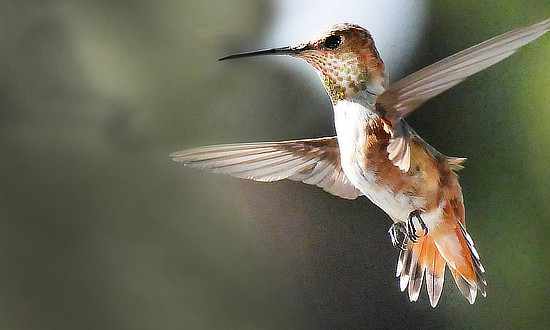 Rufous Hummingbird in flight - San Diego, CA - October 2020