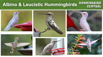 click to learn about white albino, leucistic and pied hummingbirds!