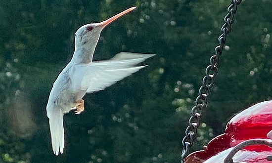 Albino Hummingbird, Ringgold, Georgia, August 21, 2022