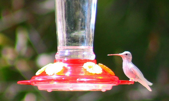 White Ruby-throated Hummingbird - Sardis, Mississippi