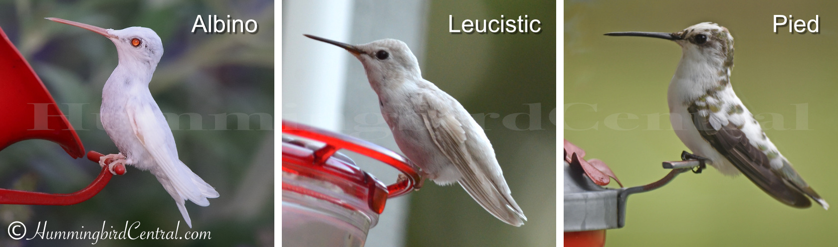 Side-by-side comparison of Albino, Leucistic and Pied Hummingbirds