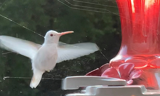Albino Ruby-throated hummingbird, Cantrall, Illinois, September, 2022