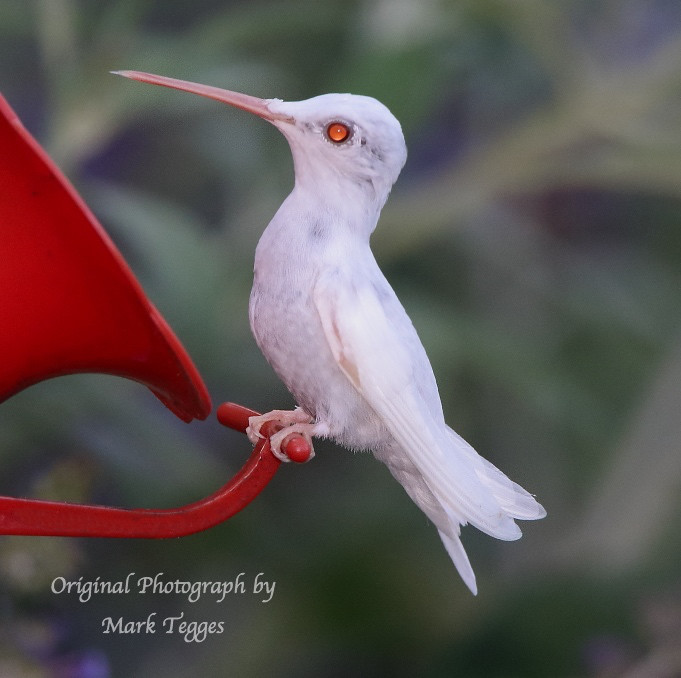 Albino Ruby-throated Hummingbird - Carrol County, Maryland, July, 2019