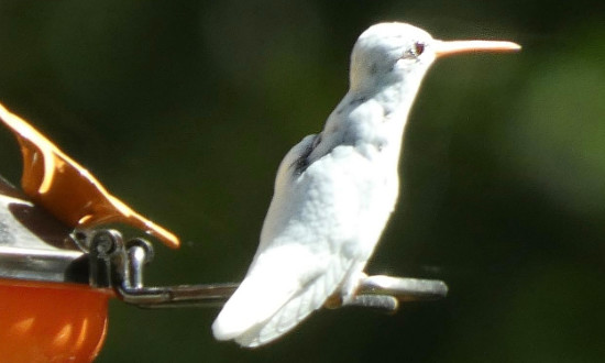 Albino hummingbird, Fort Calhoun, Nebraska, September, 2022