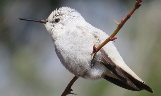 Leucistic male Anna's Hummingbird - Nicknamed "Cotton Ball" - Halfmoon Bay, British Columbia - February 24, 2021
