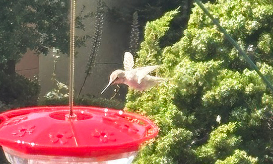 Leucistic Anna's Hummingbird in Oaklan, CA