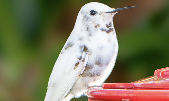 Leucistic Anna's Hummingbird, Wheatland, CA, December 22, 2025