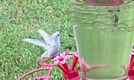 Leucistic Ruby-throated Hummingbird - Ashland City, Tennessee, August, 2021