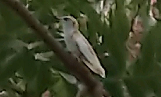 Leucistic Hummingbird, Bastrop, Louisiana, September, 2022