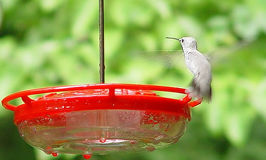 Leucistic Hummingbird - Carrboro, North Carolina - August, 2020