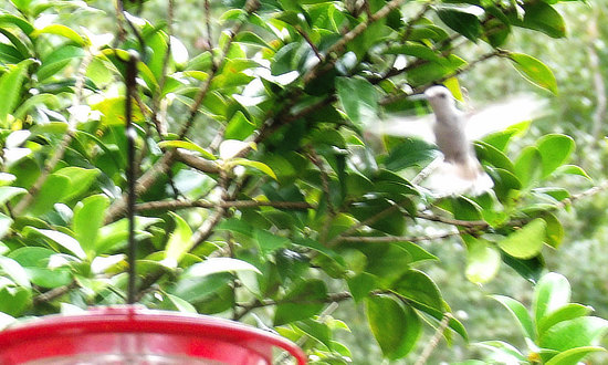 White Leucistic Hummingbird in Delta, Alabama in August, 2021