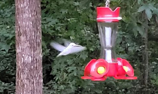 White Ruby-throated Hummingbird - Demopolis, Alabama, September 13, 2021