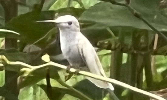 Leucistic Hummingbird, Constantia, NY, August  2022