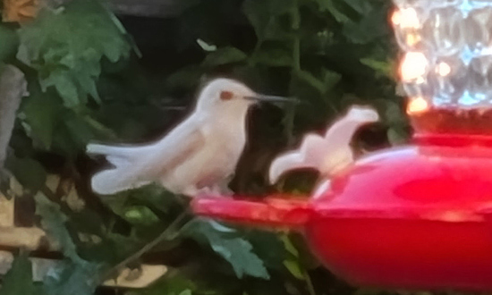 White hummingbird, Oakdale, California, July, 2022