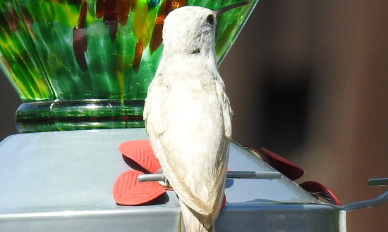 Leucistic Hummingbird - Orangevale, California, April 2022
