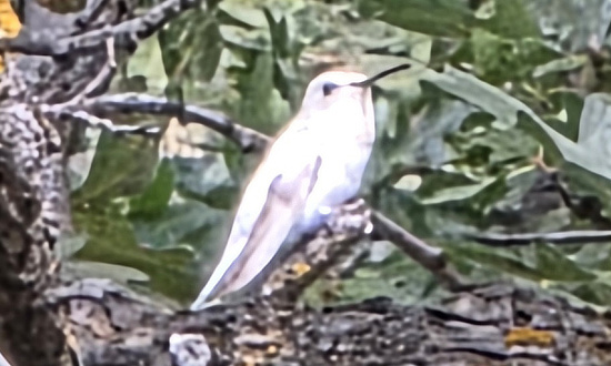 Leucistic Hummingbird, Payson, Arizona, September 11, 2026