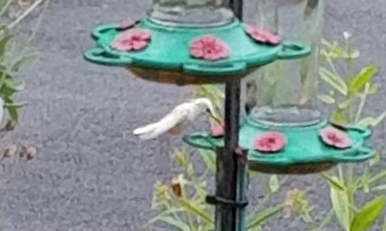 Leucistic Hummingbird - Rochester, MA, August 1, 2022