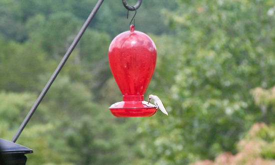 Leucistic Ruby-throated Hummingbird - Sautee Nacoochee, Georgia, September, 2021