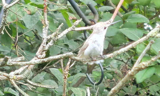 Leucistic Ruby-throated Hummingbird - Silver Spring, Maryland, June to August, 2021