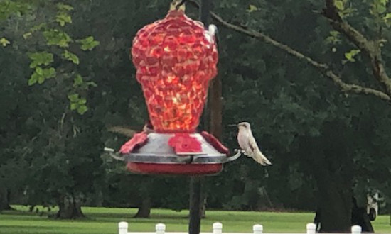 Leucistic Ruby-throated hummingbird, St. Amant, Louisiana, September 2, 2022