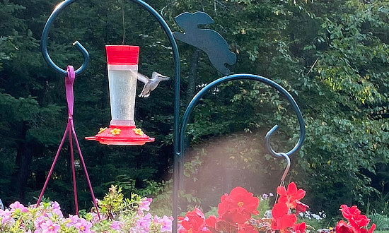 Leucistic Ruby-throated Hummingbird - Woodruff, Wisconsin, August, 2021