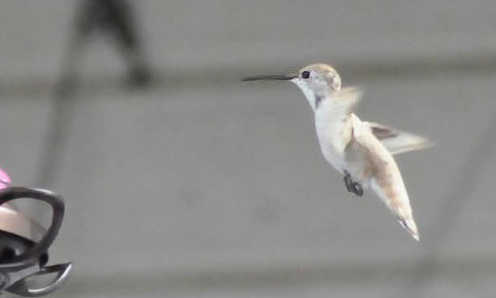 Leucistic Ruby-throated hummingbird, Anniston, Alabama, September 24, 2025