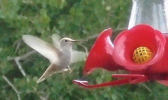 Leucistic Ruby-throated Hummingbird sighted in Beltrami County, MN, August 15, 2019