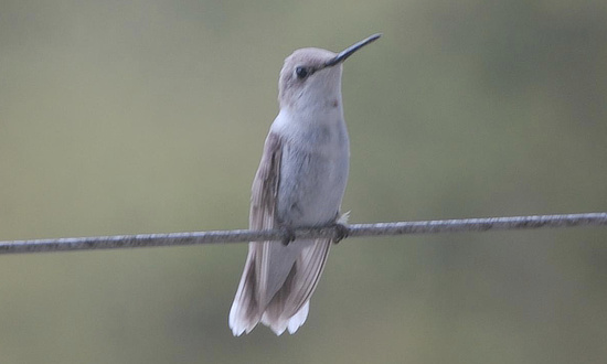 Leucistic Ruby-throated Hummingbird, Lafayette, Tennessee,  September 25, 2025 Leucistic Ruby-throated Hummingbird, Lafayette, Tennessee,  September 25, 2025