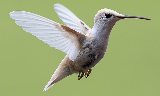 Leucistic Ruby-throated Hummingbird, McMinnville, TN, August, 2026