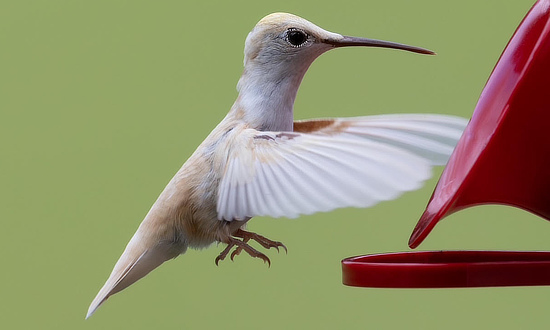 Leucistic Ruby-throated Hummingbird, McMinnville, TN, August, 2026