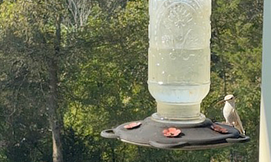 Leucistic Ruby-throated hummingbird, Milton, TN, September 21, 2025