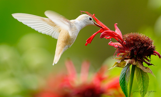 Leucistic Ruby-throated Hummingbird, Black Lake, Oswegatchie, New York, July 27, 2026