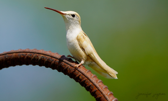 Leucistic Ruby-throated Hummingbird, Black Lake, Oswegatchie, New York, July 27, 2026
