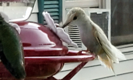 Leucistic Ruby-throated Hummingbird sighted in Canterbury, CT, August 17, 2019